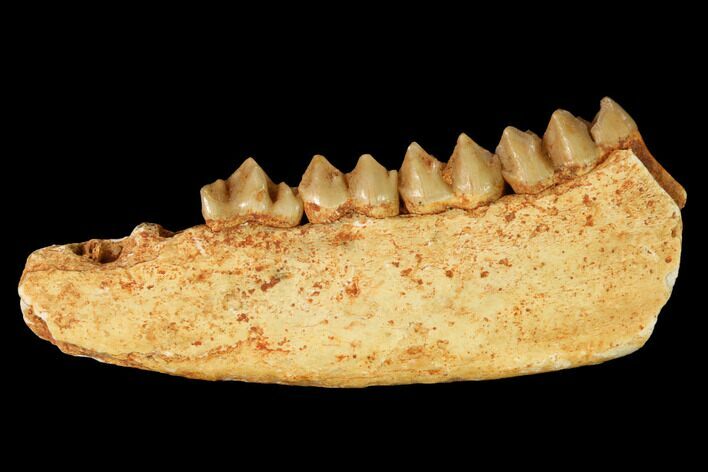 Eocene Basal Ruminant (Prodremotherium) Jaw Section - France #155949